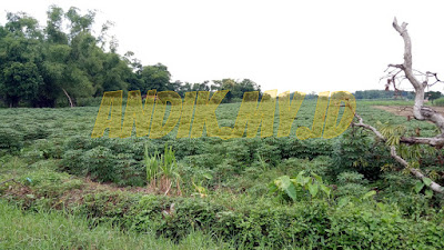 kebun singkong, singkong, foto kebun singkong, mojokerto