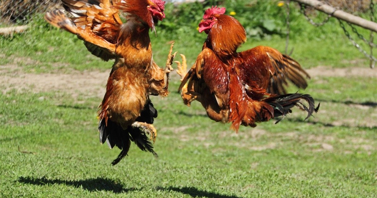 Laga Ayam: Sejarah Sabung Ayam di Indonesia