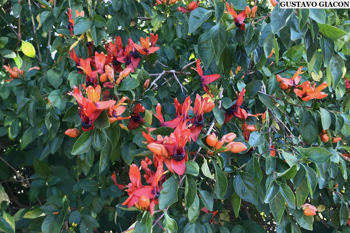 Viveiro Ciprest - Plantas Nativas e Exóticas: Planta Coelhinho Vermelha (  Ruttya fruticosa )