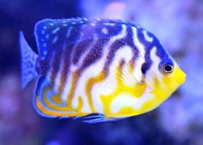 Ikan hias Neptune Grouper Ikan hias Neptune Grouper