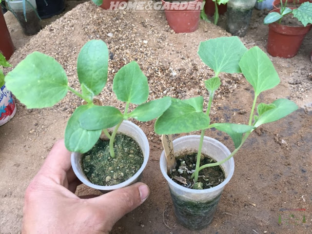 HOME AND GARDEN: How to Start Cucumber Seeds Indoors