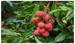 Lychee of Tezpur Gets GI Tag