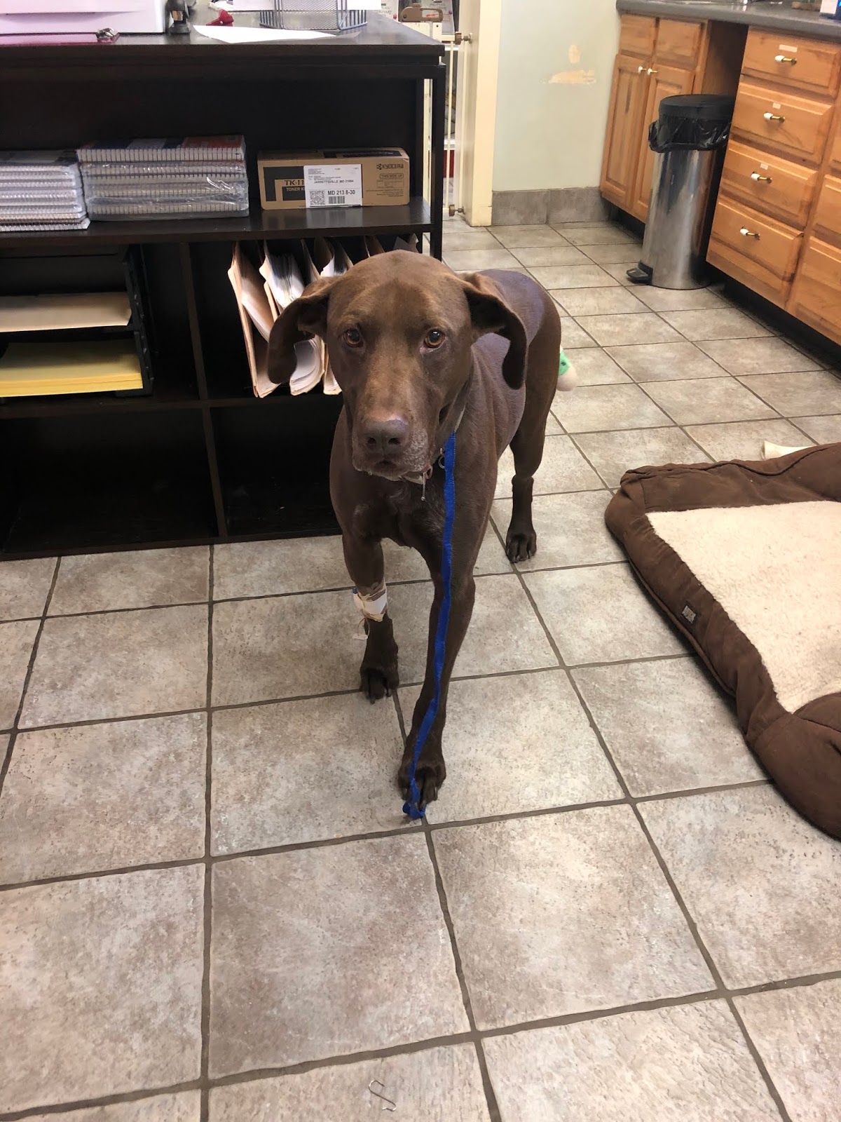 How Much Is A Dog Tail Amputation