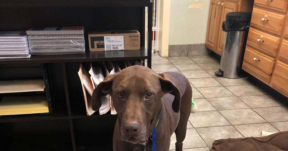 How Much Does Dog Tail Amputation Cost