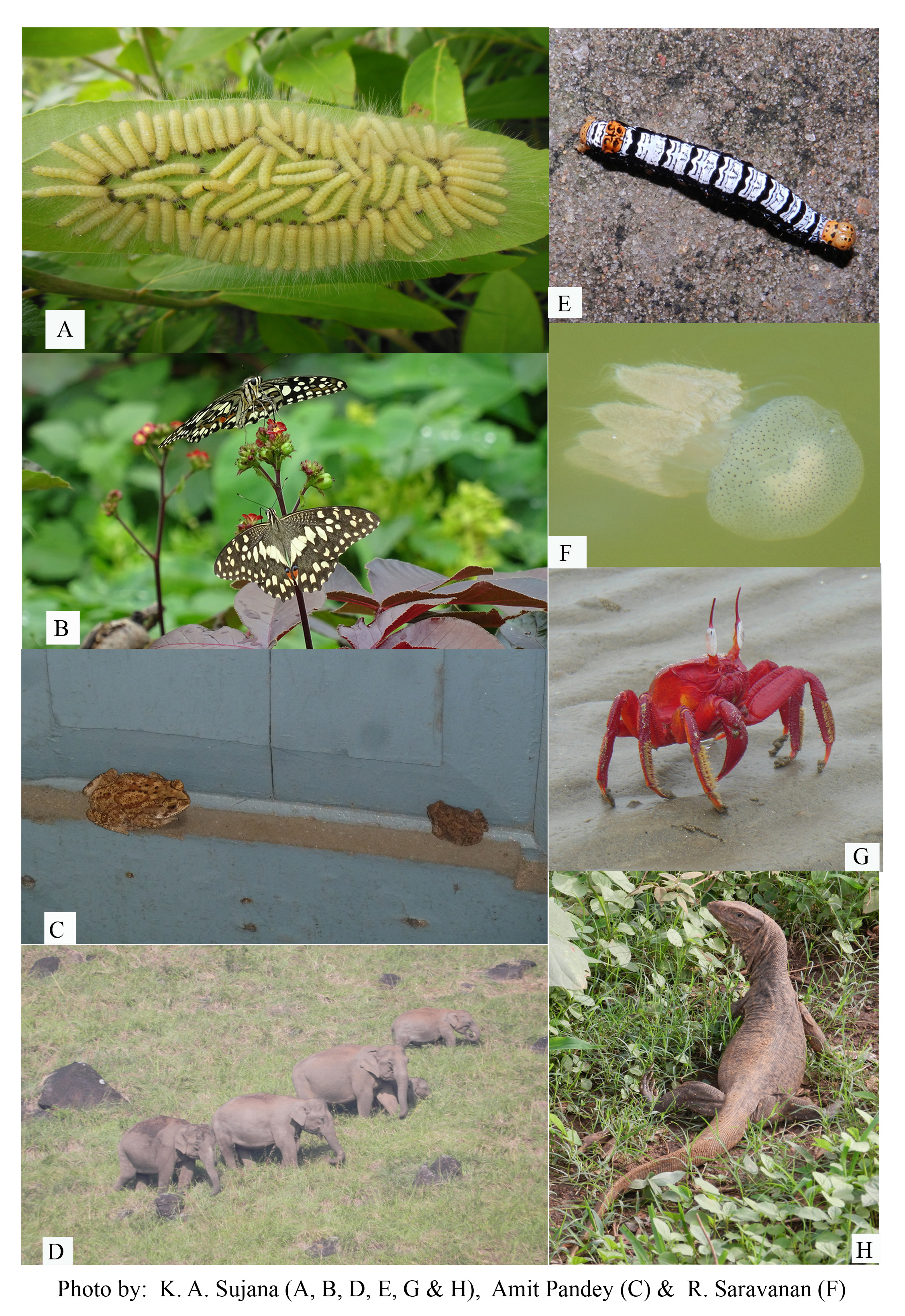 Marathi Balgeet जैवविविधता म्हणजे काय What is Biodiversity in Marathi