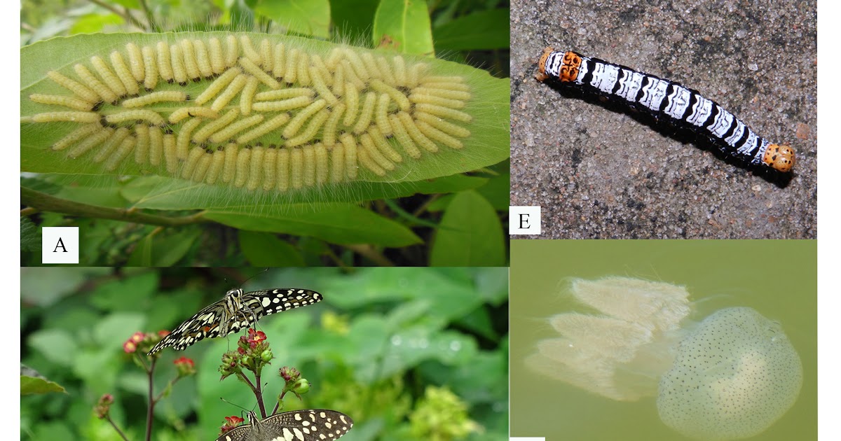 Marathi Balgeet जैवविविधता म्हणजे काय What is Biodiversity in Marathi