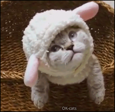 Cute Kitten GIF • Curious kitty with bunny hat and pink ears. “Whatcha doing Mom?” Cute Kitten GIF • Curious kitty with bunny hat and pink ears. “Whatcha doing Mom?”