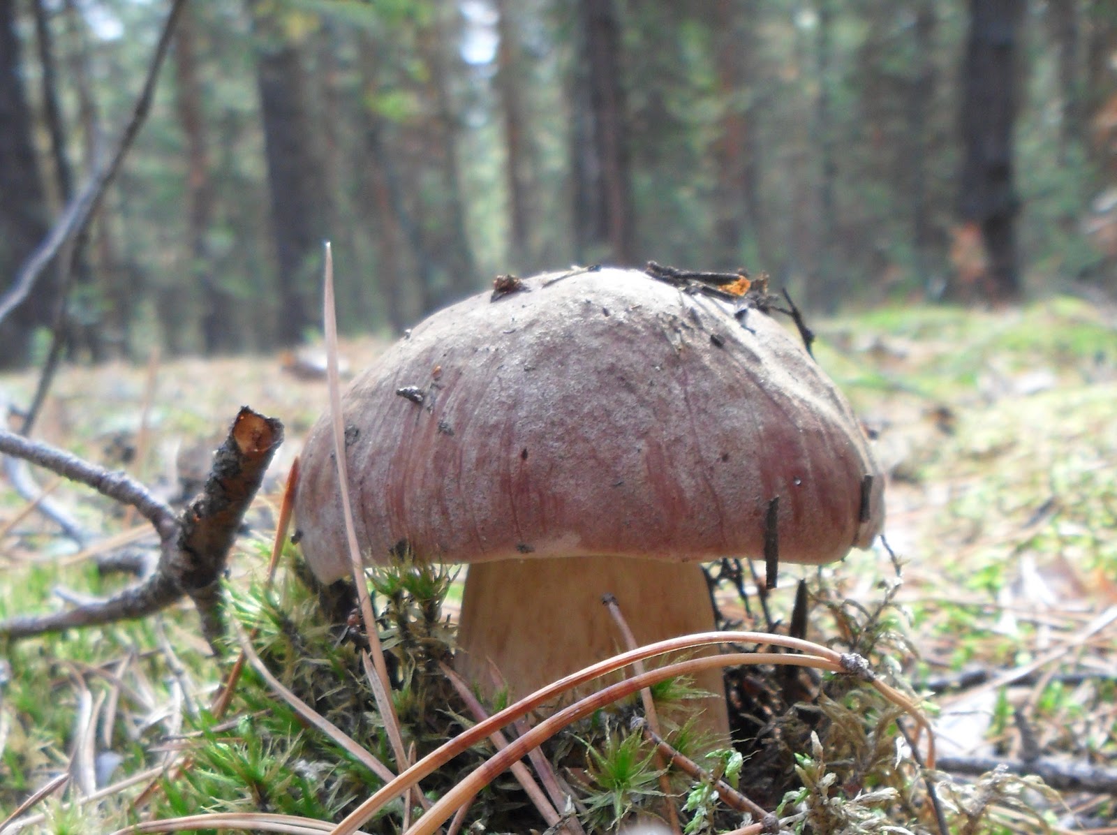 съедобные грибы в сосновом бору. пластинчатые съедобные грибы в сосновом лесу. боровик в сосновом бору. паутинник тёмно-бурый. грибы растущие сосновом бору.