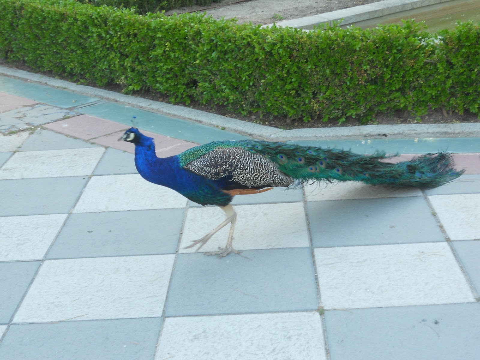 Historia y Genealogía Ceremonia de Cortejo de los Pavos Reales