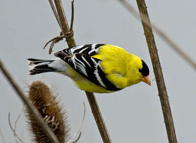 Photo of breeding plumage male American Goldfinch on teasel