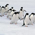 Facts About Adelie Penguin