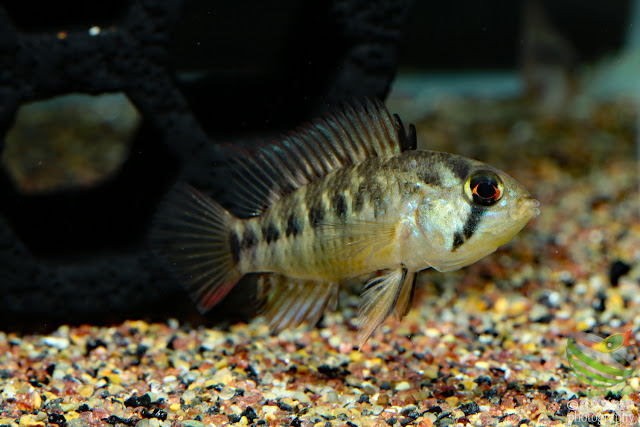 Apistogramma cf. macmasteri