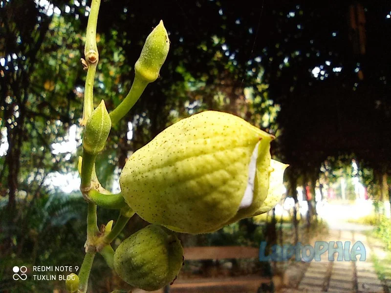 Hasil Foto Kamera Dedicated Macro Xiaomi Redmi Note 9