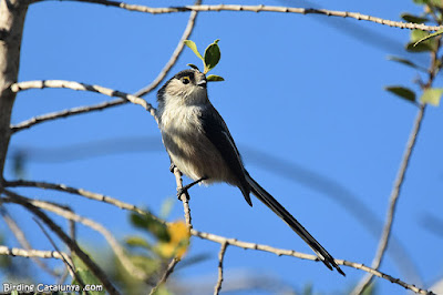 Mallerenga cuallarga (Aegithalos caudatus)