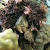 Manfaat dari Buah Namnam (Cynometra Cauliflora) Buah Legendaris asal Indonesia