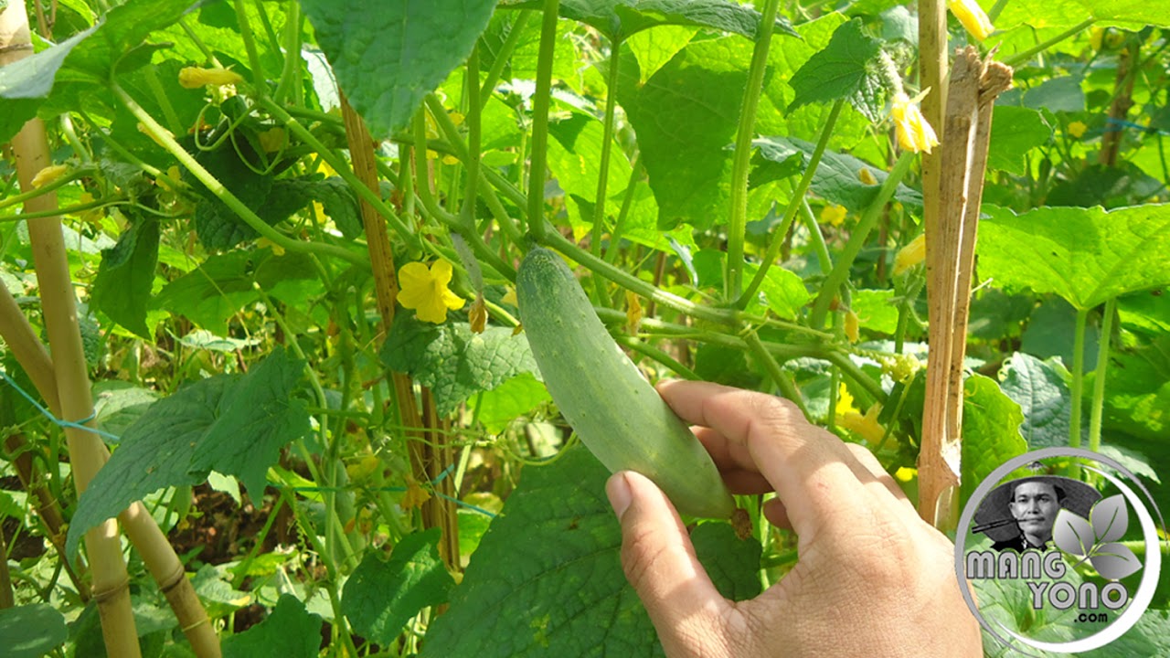 Arti Mimpi Memetik Dan Makan Buah Mentimun