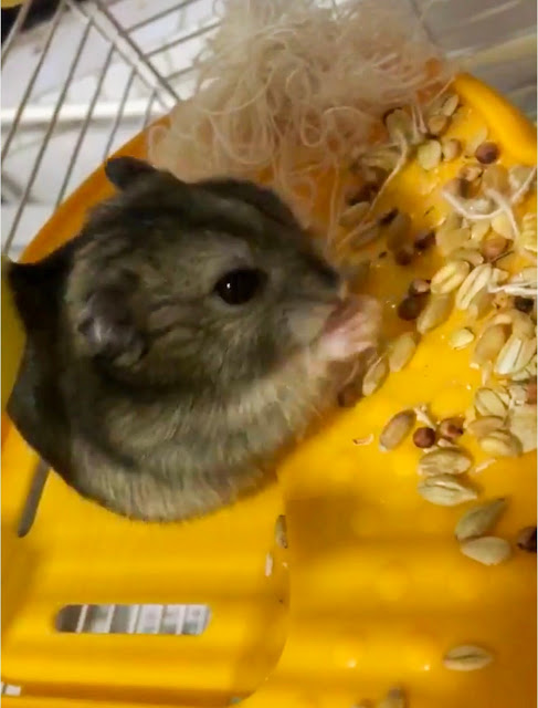 cara merawat hamster
