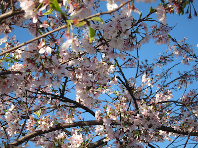 Cherry Blossom Trees