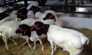 Bandidos invadem fazenda, agridem família e roubam 200 ovelhas na Paraíba