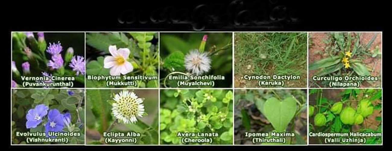 Dasapushpam Ten Flowers Dasapushpam Flowers In Kerala Hindu Blog