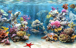 reef coral wallpapers desktop downloads