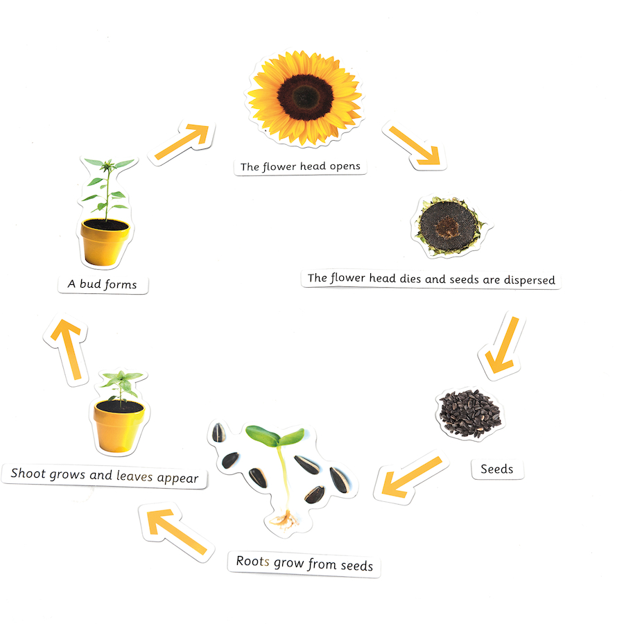Flower Life Cycle. From a Seed to a Flower. Life form Plant. 22-Yr Magnetic Cycle diagram.
