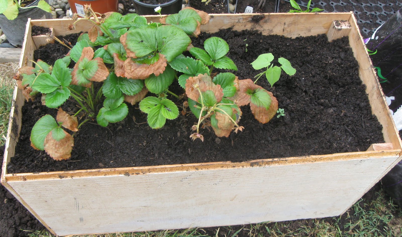 My First Garden Growing Tips Strawberries in Raised Beds and Containers