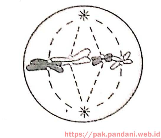 Tahap pembelahan sel secara mitosis pada gambar tersebut adalah