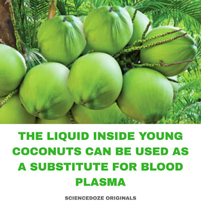 Young coconuts facts