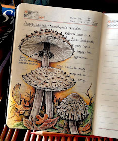05-Mushroom-Shaggy-Parasol-Macrolepiota-rhacodes-J-Brown-www-designstack-co