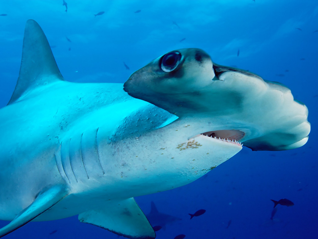 The Hammerhead Shark | The Wildlife