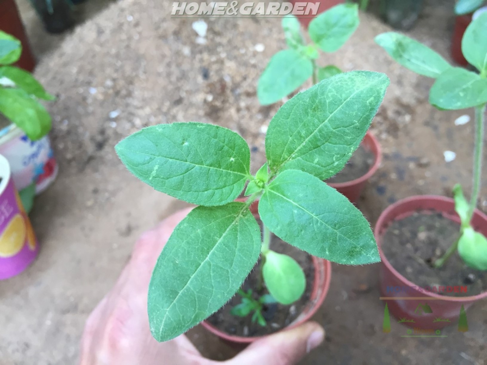 How to Grow Sunflowers