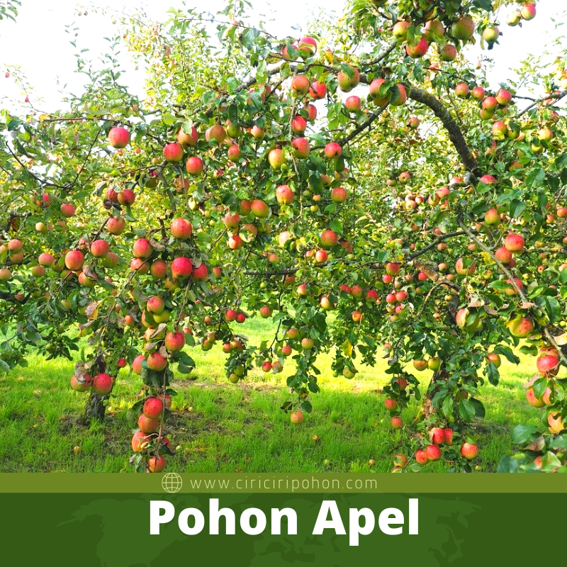 Pohon Apel