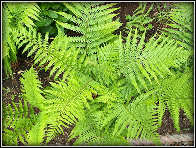 Mark's Veg Plot: Ferns