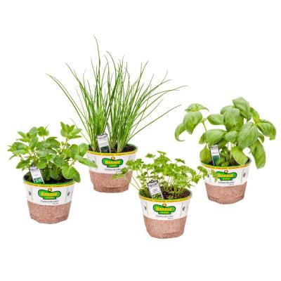 basil, chives, mint, curled parsley, Organic, The Home Depot, Edible Garden