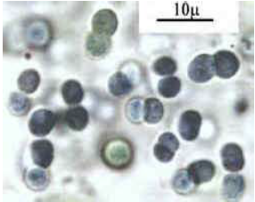 Xenococcus acervatus Setchell Xenococcus acervatus Setchell