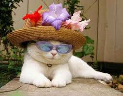 Catturday Kucing Memakai Topi Lucu Gue Foto Gambar Baju