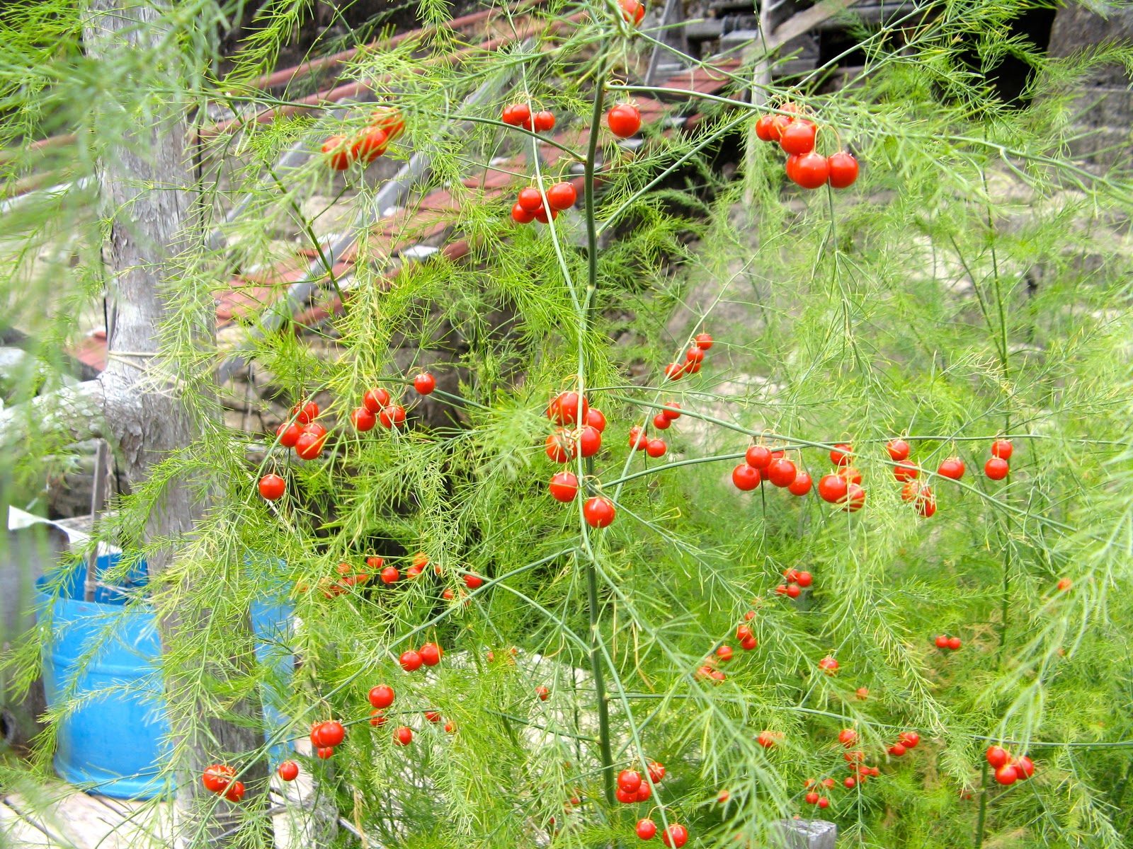 Powell River Books Blog: Asparagus Berries Powell River Books Blog: Asparagus Berries Planting Asparagus In The Fall
