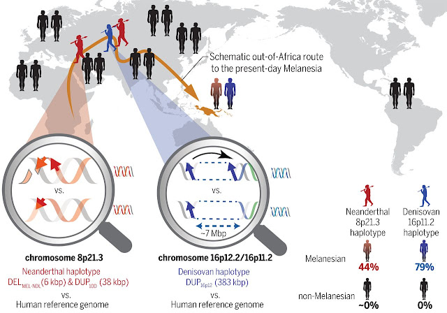 Modern Melanesians harbour beneficial DNA from archaic hominins