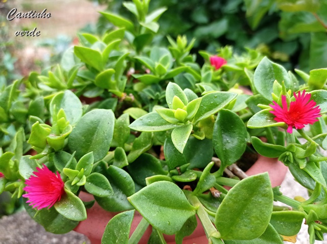 Cantinho verde - horta e jardim: Rosinha de sol - Aptenia cordifolia