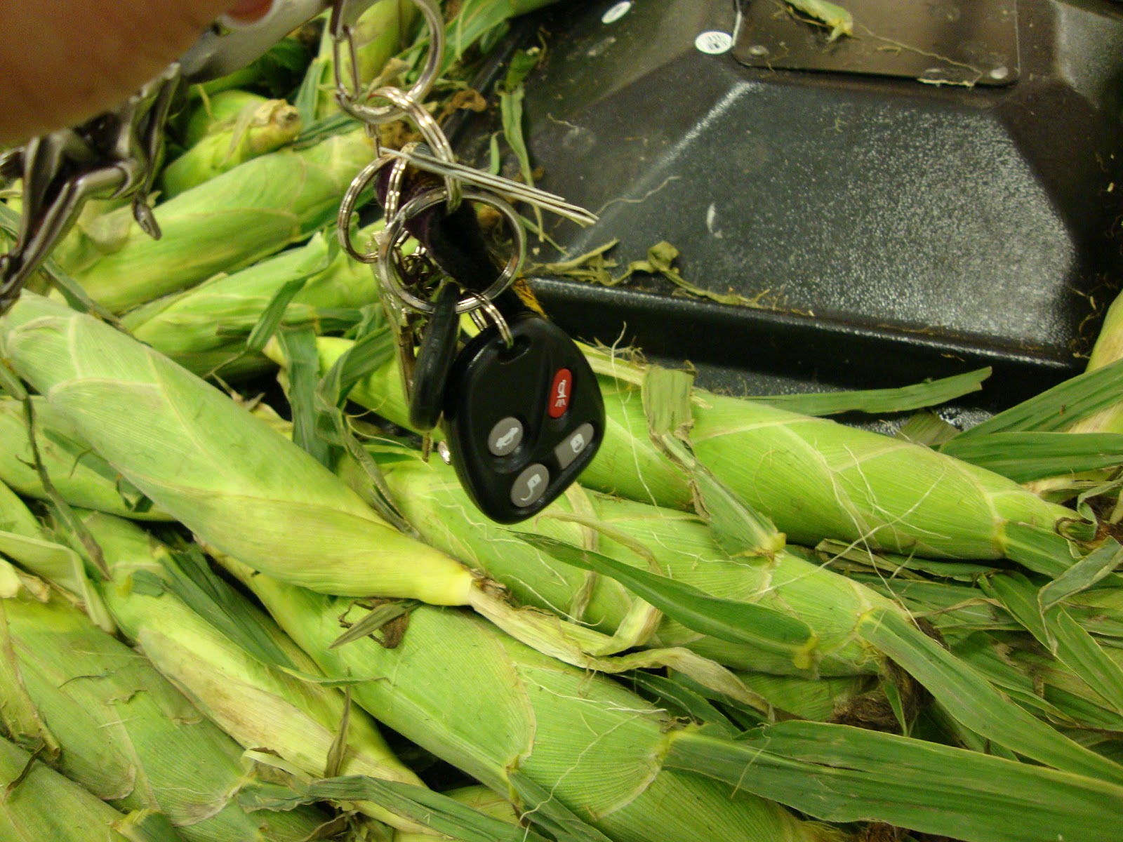 AP Bio Blog 2012 C4 Plant