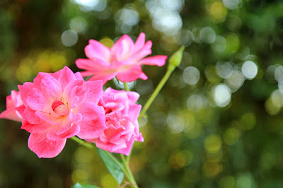 rose bokeh photo rose bokeh photo