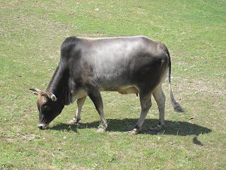 Корова в ровенском зоопарке 
