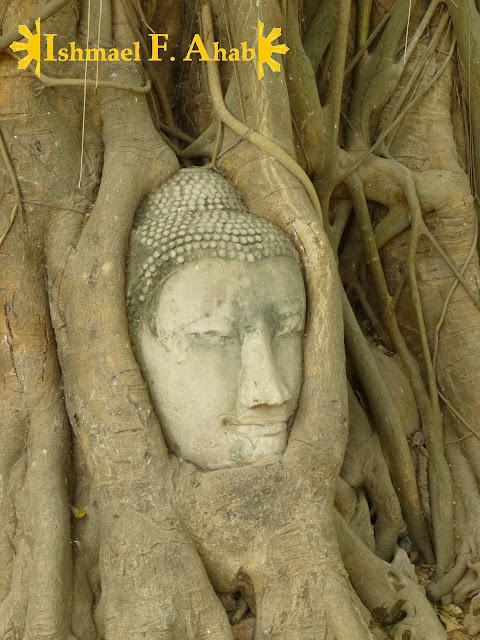 Head of buddha stuck in a tree in Wat Mahathat, Ayutthaya Historical Park