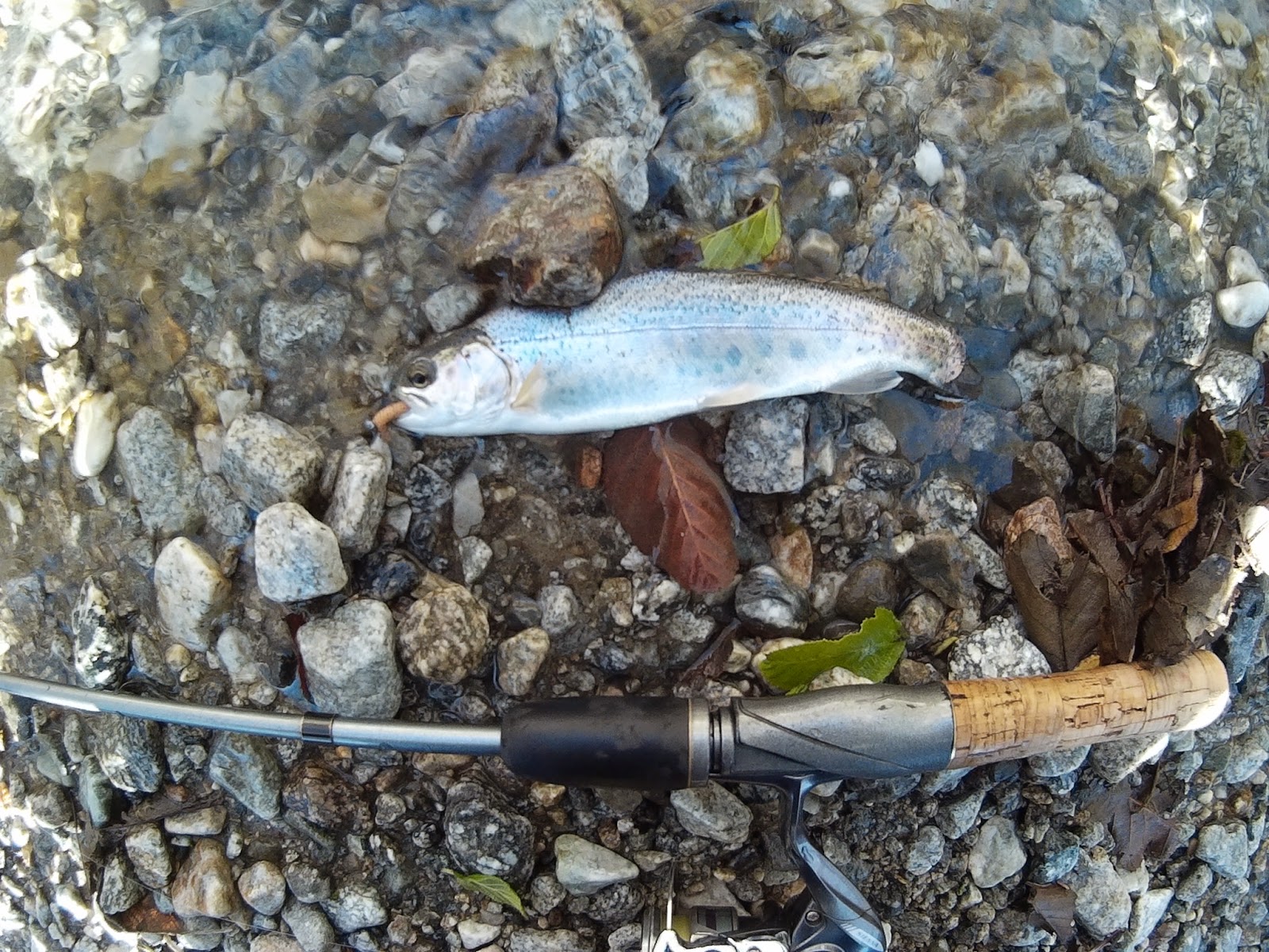 Best Ultralite Budget Trout Fishing Setup Hunting the River King