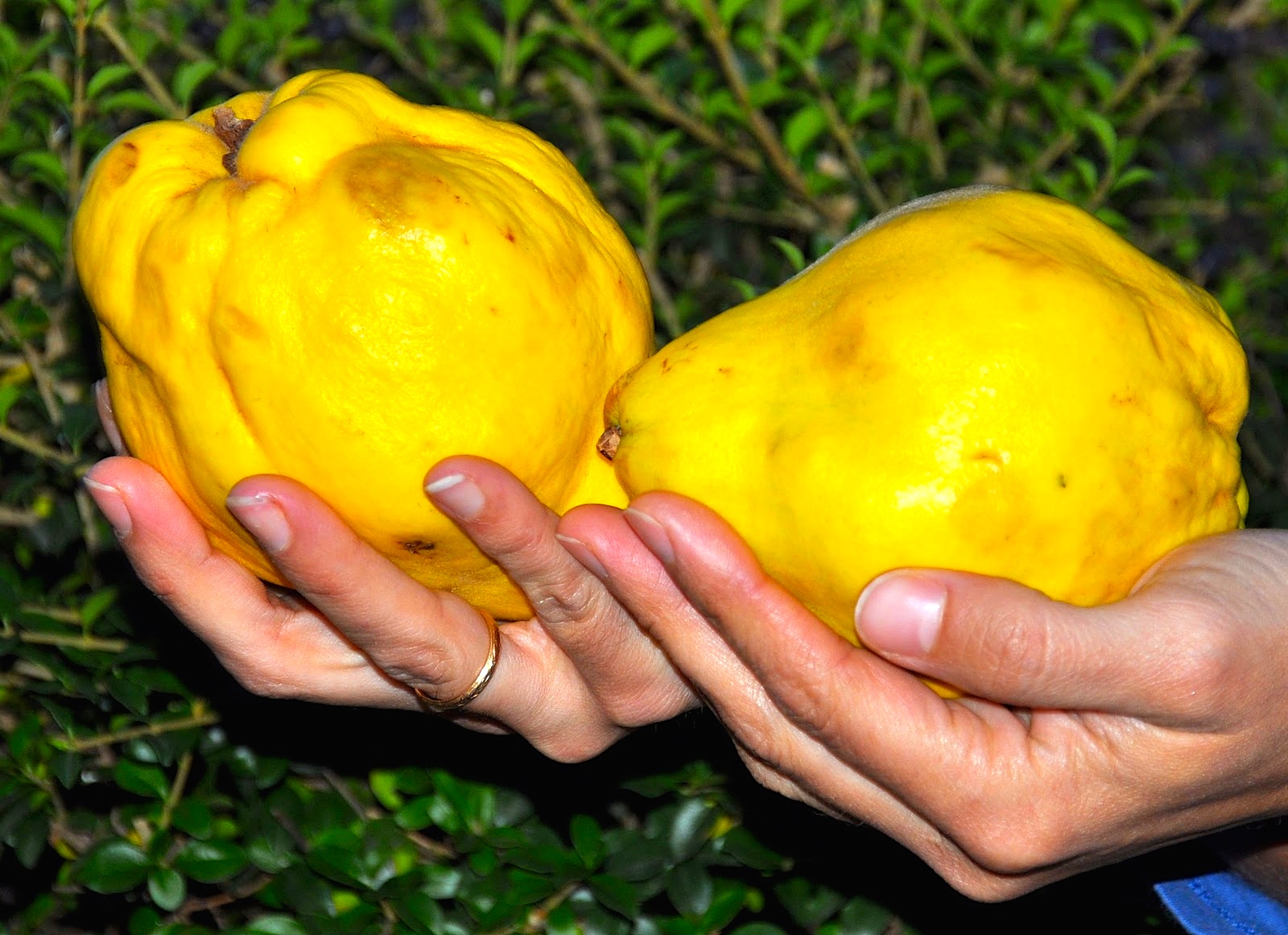 Apologia De La Curiositat El Licor De Codony Que M Oferien Amb El Toc Decisiu De La Generositat