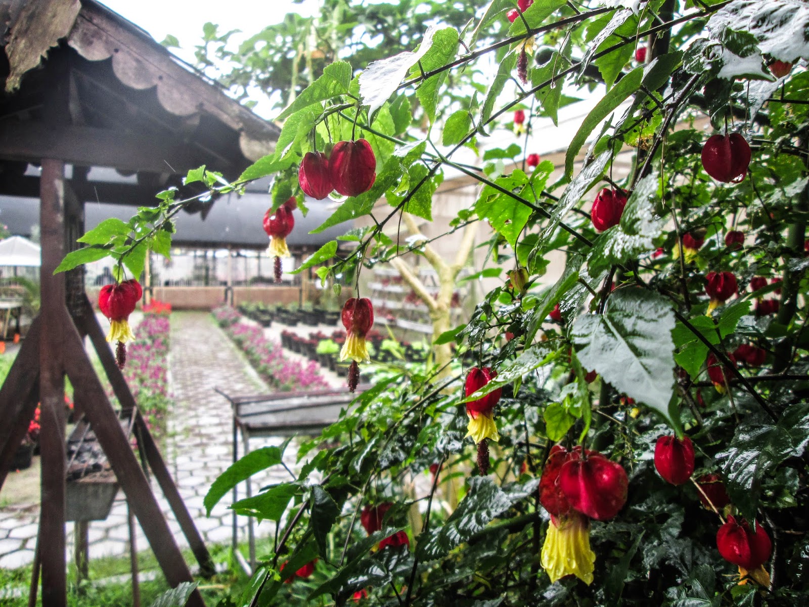 Бегония кафе филевский парк