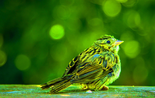 blue bird pics blue bird pics