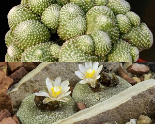 Blossfeldia liliputana Kaktus Unik