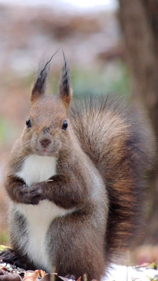 Cute Squirrel   Galaxy Note HD Wallpaper   Cute Squirrel   Galaxy Note HD Wallpaper